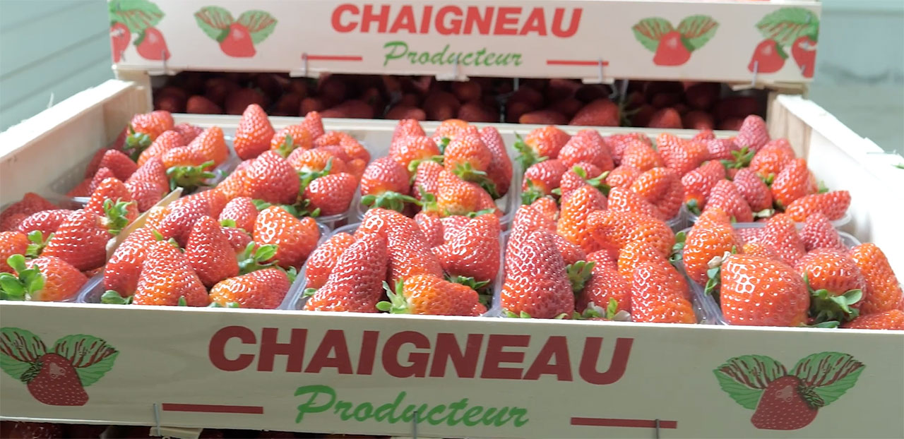 Chaigneau fraises en Vendée